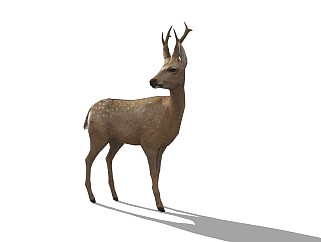 精品动物模型鹿  (2)